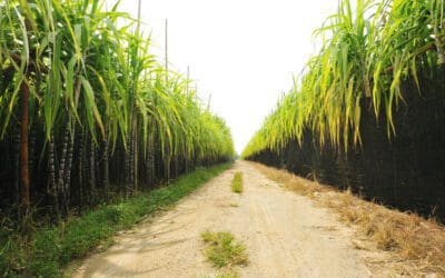 Bonsucro and SupplyShift Launch Sugar Mapping Tool, a New Tech Solution Enabling Companies to Track and Ensure Sustainable Sugar Production
