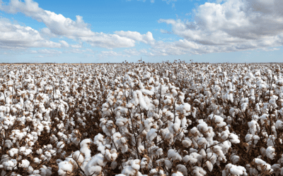 Forced Labor in Cotton Supply Chains ─ Key Takeaways From Our Webinar