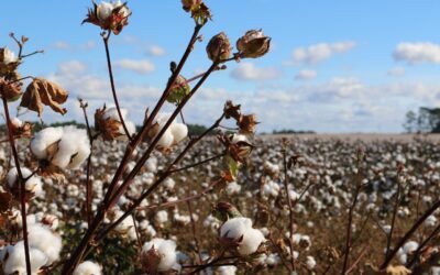 Forced Labor in Cotton Supply Chains