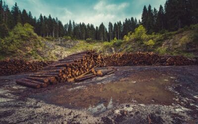 Addressing Deforestation in the Supply Chain