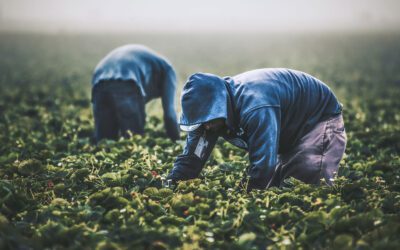 Complying with the UFLPA: How to Detect Forced Labor in Your Supply Chain
