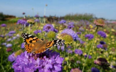 The Butterfly Effect: Navigating Biodiversity Impact in Supply Chains and the Key Role of Stakeholder Engagement
