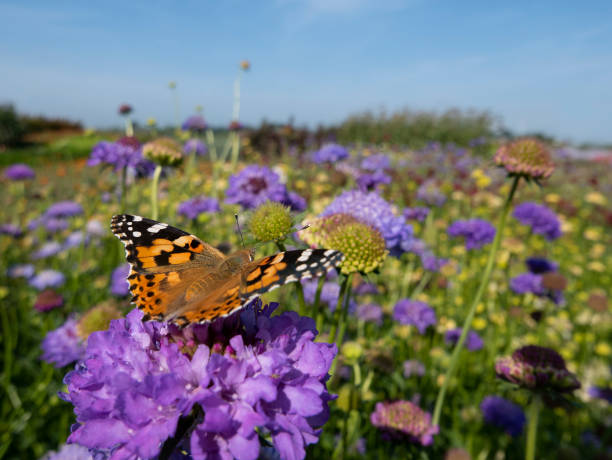 The Butterfly Effect: Navigating Biodiversity Impact in Supply Chains and the Key Role of Stakeholder Engagement